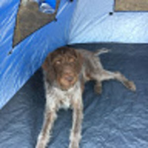 Meet your Posher, Nina